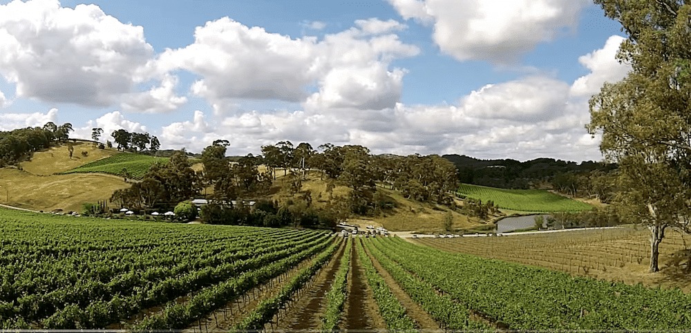 Adelaide Hills Vineyard