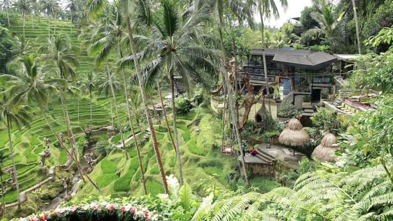 Rice Terrace Bali