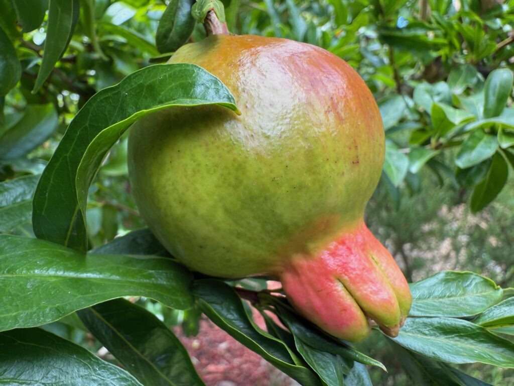 pomegranate