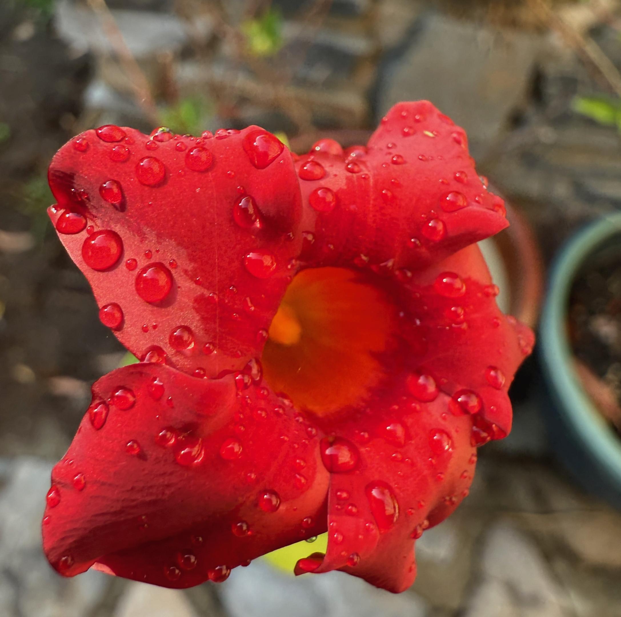 Macro flower 