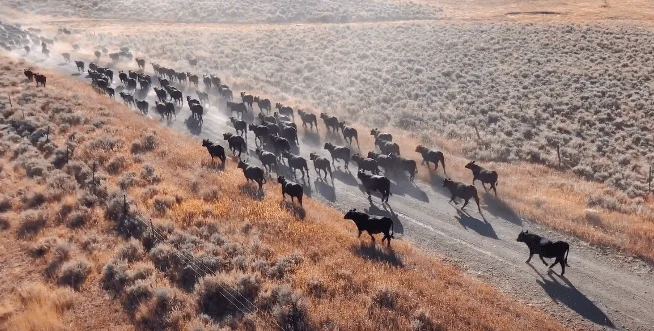 Cattle