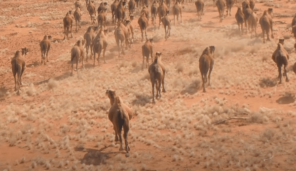 Feral camels Australia
