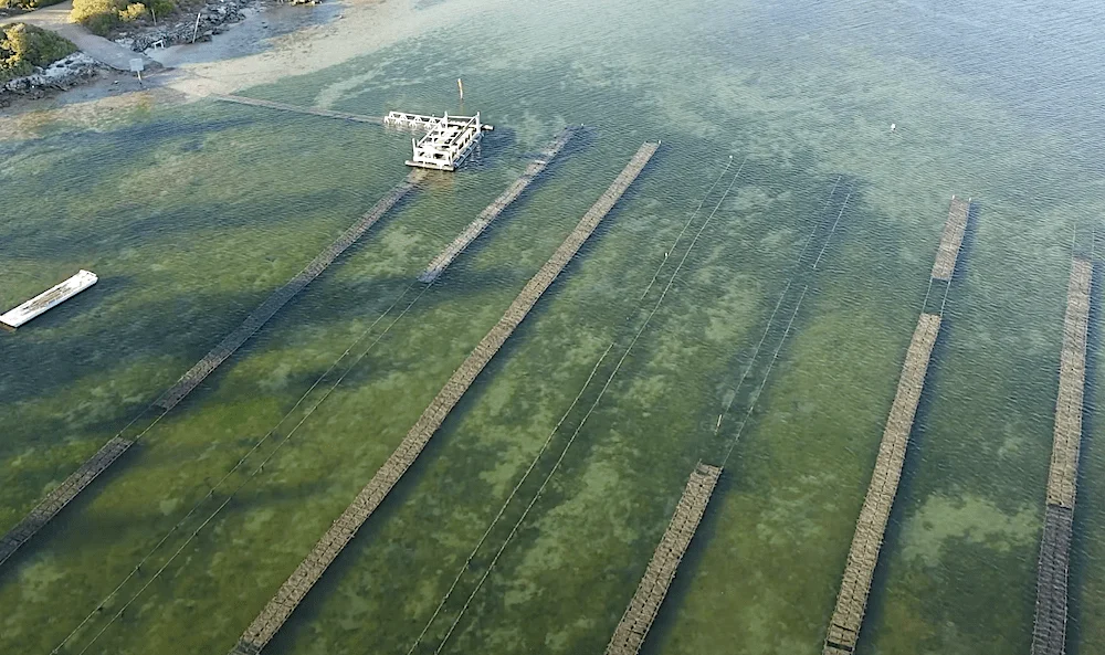 Coffin-bay-oyster-beds