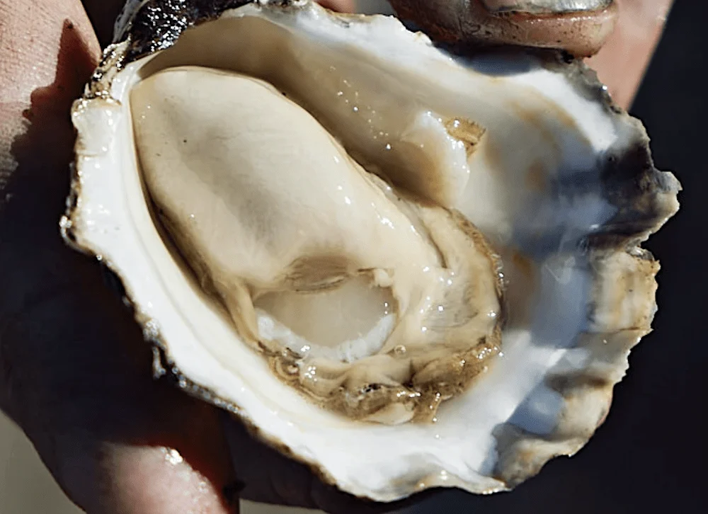 Oyster