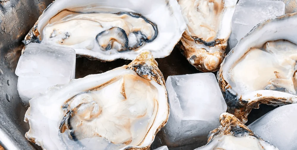 Oysters-4
