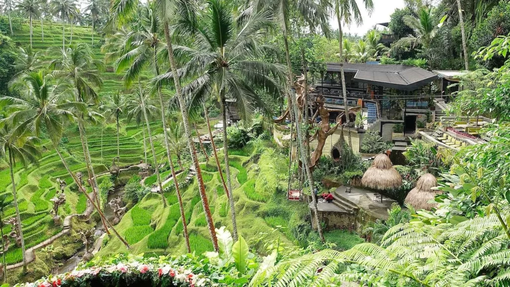 Rice Terrace Bali