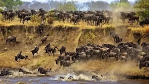 Serengeti - Masai Mara