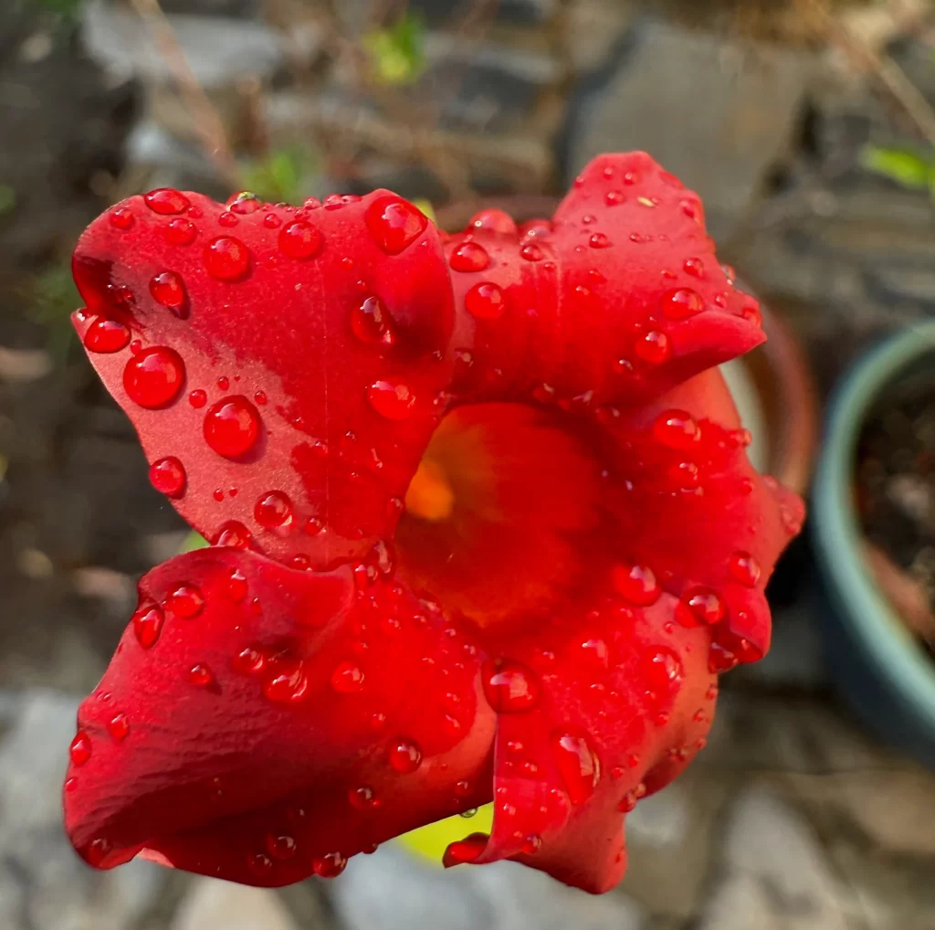 Macro flower 2